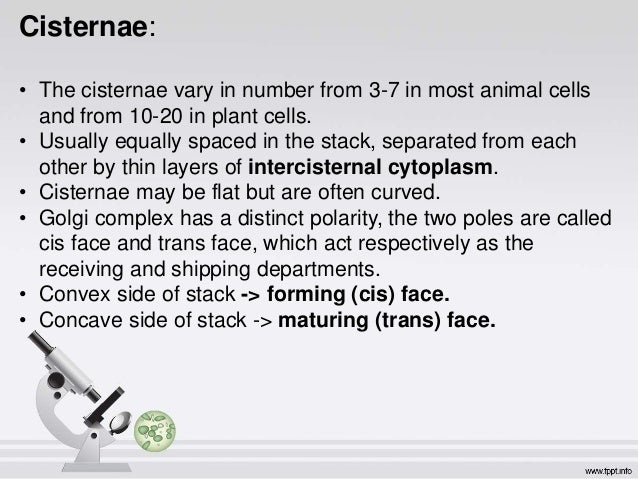 Реферат: ER The Golgi Body And Vesicles Essay